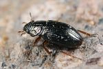 ochthebius-minimus-foto-koehler