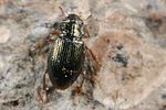 ochthebius-minimus2-foto-koehler