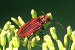 anostirus-purpureus-foto-weidlich