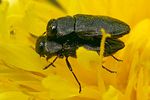 anthaxia-quadripunctata-couple-foto-weisenboehler
