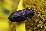 anthaxia-quadripunctata3-foto-rydzi