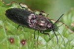 ctenicera-pectinicornis-foto-rindlisbacher