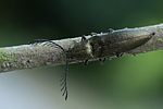 ctenicera-pectinicornis-male-foto-swadzba