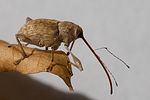 curculio-elephas-female-foto-hense