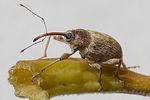 curculio-elephas-male-foto-hense