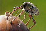 curculio-glandium-female3-foto-kozlowski