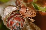 curculio-glandium-foto-altmann