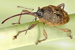 curculio-glandium-foto-dvorak