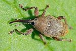 curculio-glandium-foto-fgrose