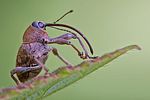 curculio-glandium-foto-goebelberggold