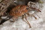 curculio-glandium-foto-keresztes