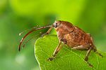 curculio-glandium-foto-koehler