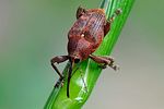 curculio-glandium-foto-swadzba