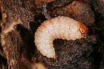 curculio-glandium-larva-foto-altmann
