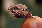 curculio-glandium-paar-foto-kozlowski