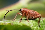 curculio-glandium2-foto-altmann