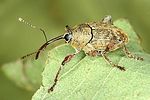 curculio-glandium2-foto-dvorak