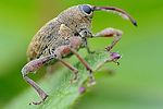 curculio-glandium2-foto-fgrose