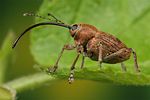 curculio-glandium2-foto-koehler