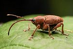 curculio-glandium3-foto-altmann