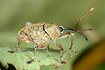 curculio-glandium3-foto-dvorak