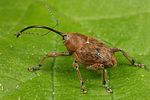 curculio-glandium3-foto-koehler