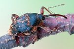 curculio-glandium3-foto-swadzba