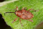 curculio-glandium4-foto-altmann