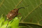 curculio-nucum-foto-koehler