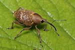 curculio-nucum-foto-rindlisbacher