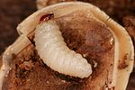 curculio-nucum-larva-foto-altmann