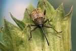 curculio-nucum3-foto-koehler