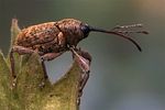 curculio-nucum4-foto-koehler