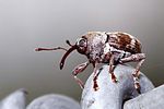 curculio-rubidus-foto-hamers