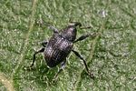 curculio-salicivorus-foto-koehler