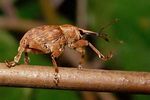curculio-venosus-foto-koehler