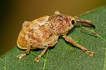 curculio-venosus-foto-trilar