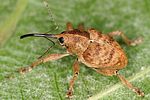 curculio-venosus2-foto-altmann