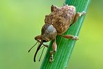 curculio-venosus2-foto-swadzba