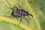 curculio-vicetinus-foto-krumm