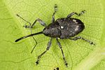 curculio-villosus-foto-altmann