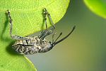 curculio-villosus-foto-koehler