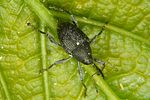 curculio-villosus-foto-krumm