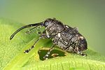 curculio-villosus2-foto-altmann