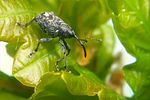 curculio-villosus2-foto-koehler
