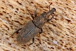 dryophthorus-corticalis-foto-koehler