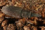 dryophthorus-corticalis2-foto-koehler