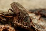 dryophthorus-corticalis4-foto-koehler