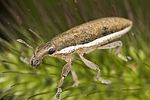 lixus-ochraceus-foto-hense