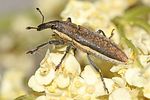 lixus-ochraceus-foto-pisec